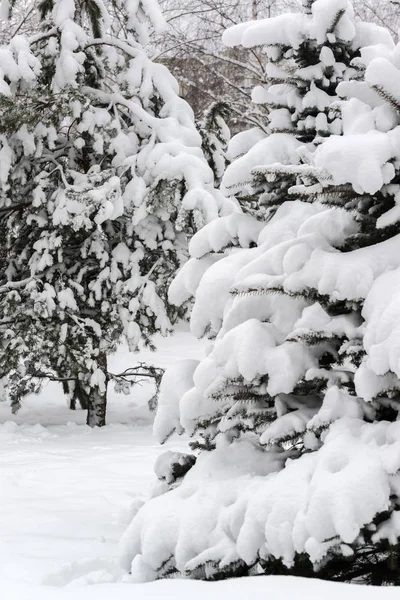 Fichten im Wald mit Schnee bedeckt. — Stockfoto