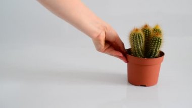 Kadın el yeşim bitkisi ve kaktüs tencerede beyaz zemin üzerine koyar.