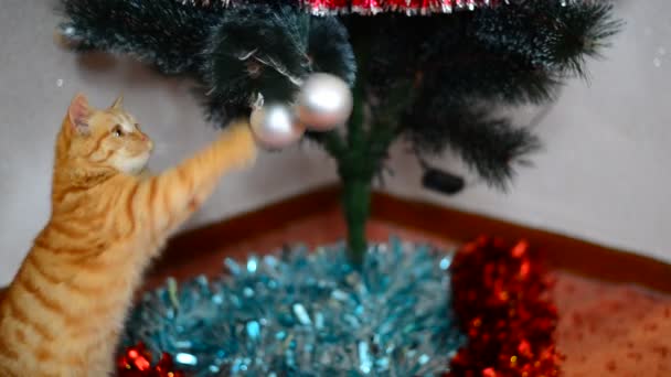 Kätzchen spielt mit Spielzeug am Weihnachtsbaum — Stockvideo