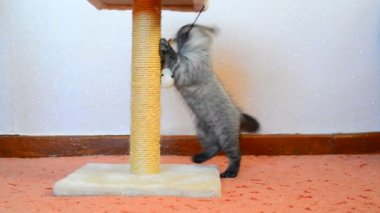 Oyuncakla oynamak ve sonrası tırmalamak gri İngiliz yavru kedi