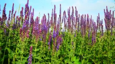 Çayır Salvia Superba yakın çekim