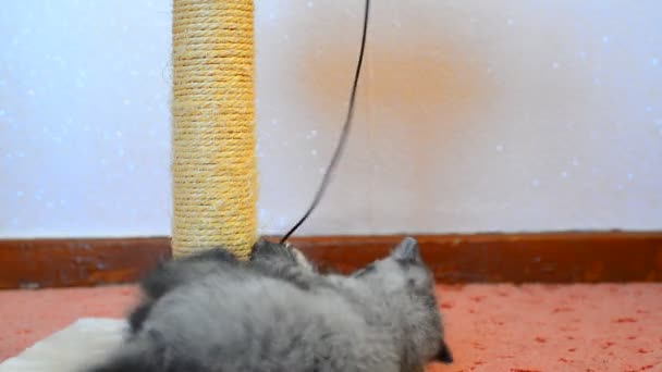 Oyuncakla oynamak ve sonrası tırmalamak gri İngiliz yavru kedi — Stok video