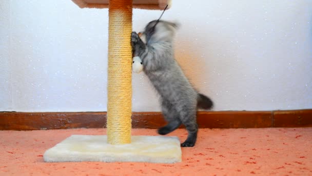 Gray british kitten playing with toy and scratching post — Stock Video