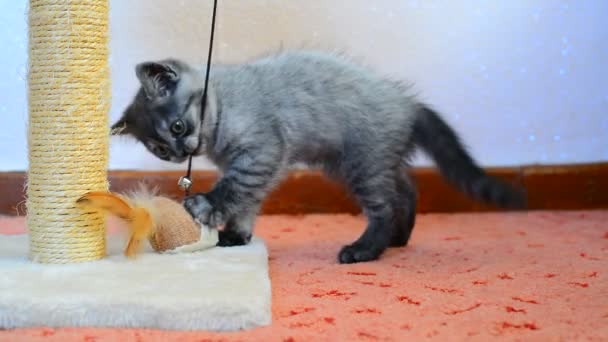 Серый британский котенок играет с игрушкой и царапает столб — стоковое видео