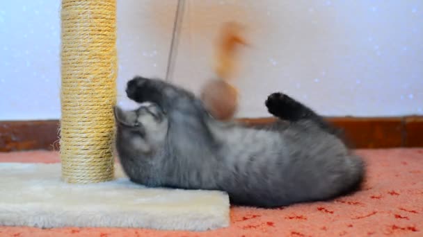 Серый британский котенок играет с игрушкой и царапает столб — стоковое видео