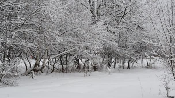 Stadtpark neben Straße mit Schnee bedeckt — Stockvideo