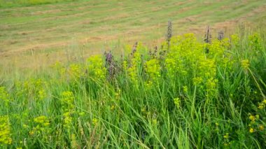 eğimli ve çim büyüyen vahşi çayır