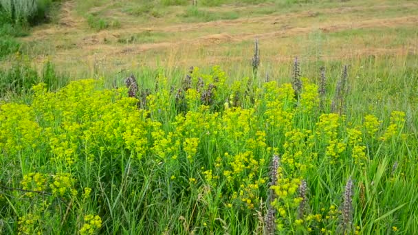Prairie sauvage avec herbe en pente et en croissance — Video