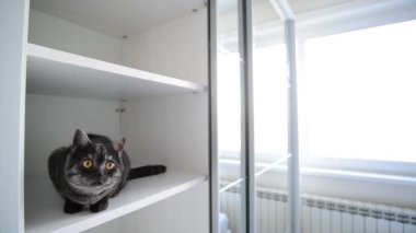 siyah İngiliz kedi beyaz bir dolapta oturur