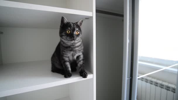 Schwarze britische Katze sitzt in einem weißen Schrank — Stockvideo