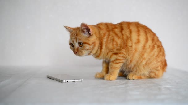 Chaton roux joue sur smartphone avec une souris de jeu d'ordinateur — Video