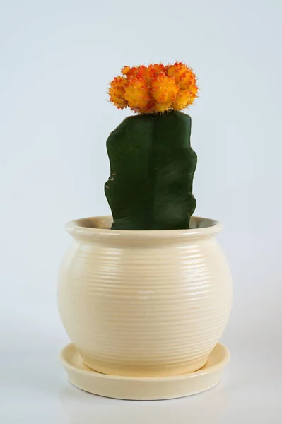 Cactus innestato in vaso bianco su fondo bianco . — Foto Stock