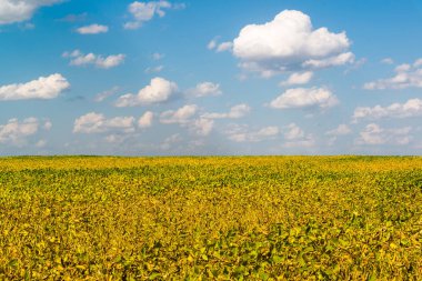 Tarım Fasulye yetiştirme. Ağustos ayında sarı alan