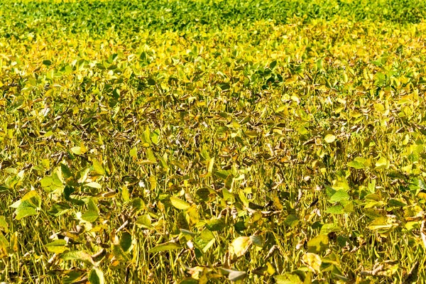 Yellow ripening beans in close-up field — Stok fotoğraf