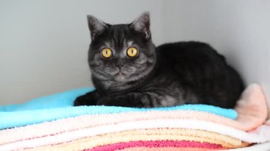 Dolapta temiz havlu üzerinde gri İngiliz kedi yalan