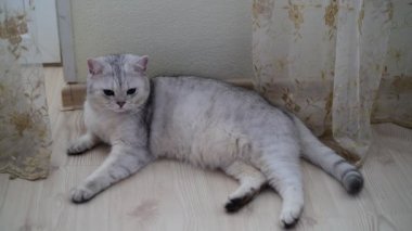 İskoç bozulmamış purebred kedi Oda katta yatan beyaz