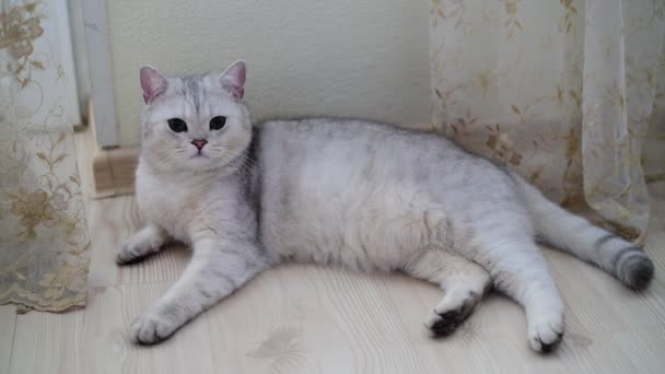 Bílá skotský nedotčené čistokrevná kočka leží na podlaze v pokoji — Stock video