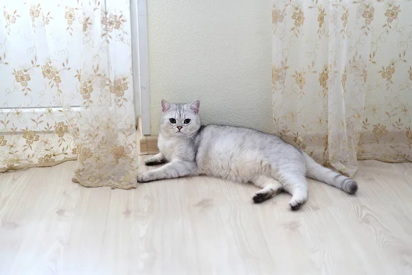 Weiße schottische reinrassige Katze liegt auf dem Boden im Zimmer — Stockfoto