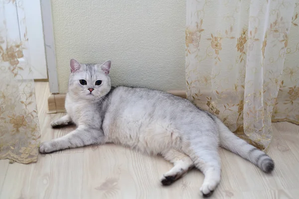 Blanco escocés prístino pura raza gato acostado en piso en habitación — Foto de Stock