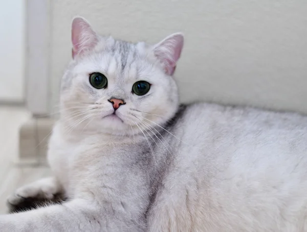 Weiße schottische reinrassige Katze — Stockfoto
