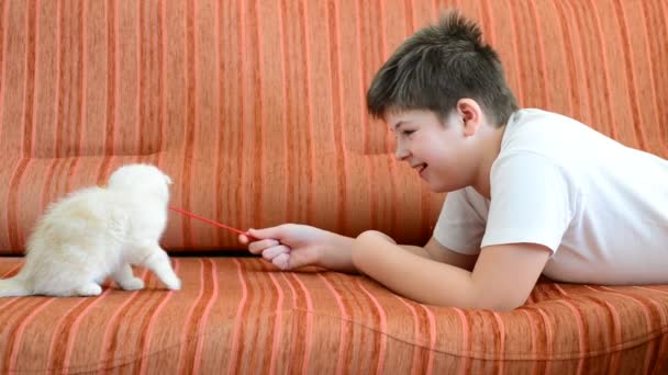 Menino está brincando com um gatinho deitado no sofá vermelho — Vídeo de Stock