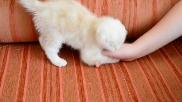 Little beige kitten playing with a childrens hand — Stock Video