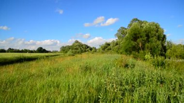 ağaç rüzgarda yaz aylarında sallanır.