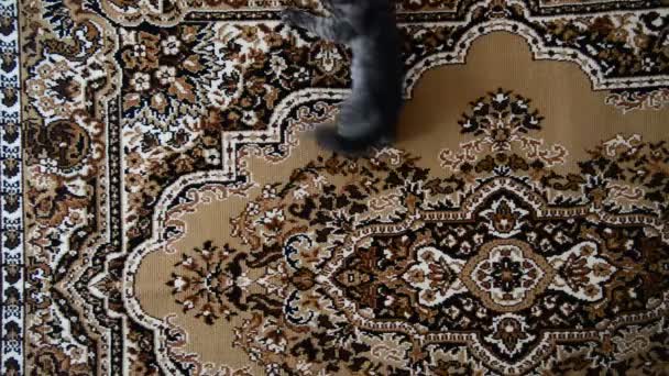 Gatito desciende en alfombra colgando en la pared — Vídeos de Stock