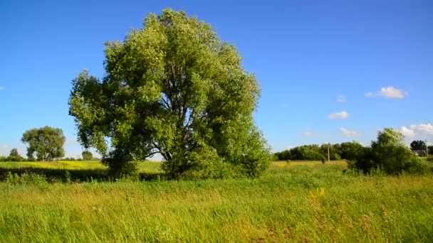 Large tree swings in the wind in the summer — Stock Video