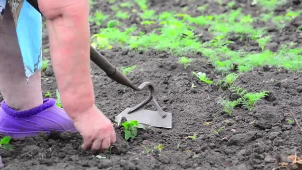Žena je odplevelení kopr v zahradě — Stock video
