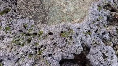 Kabuk rock kıyı taş ve denize yakın