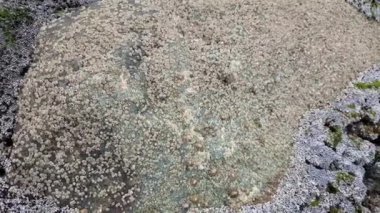 Kabuk rock kıyı taş ve denize yakın