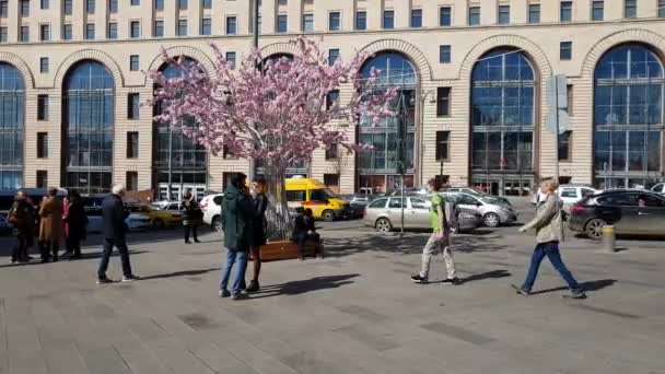 Moskova, Rusya - 14 Nisan. 2018. insanlar Lubyanka Meydanı çiçekli ağaçlar ile dekore edilmiştir — Stok video