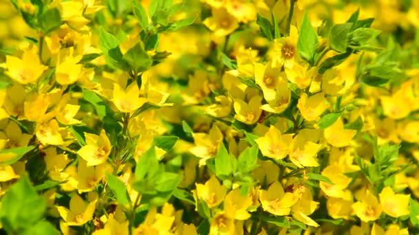 Lysimachia vulgaris balanceándose en el viento — Vídeo de stock