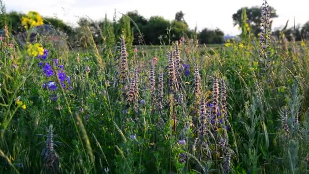 Leonurus cardiaca et d'autres fleurs et herbe sur prairie en Russie — Video