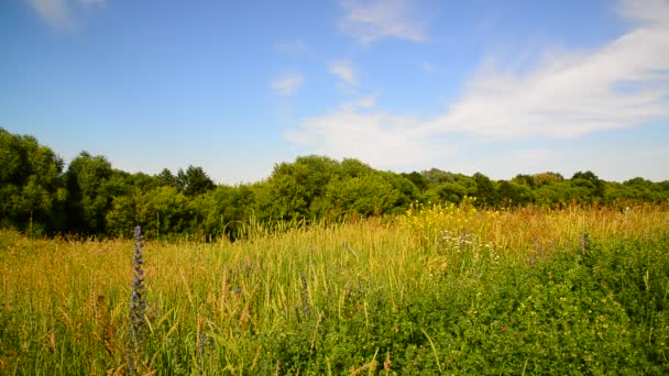 Wild meadow of Central Russia in July — Stock Video