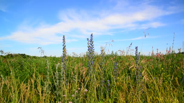 Wild meadow of Central Russia in July — Stock Video