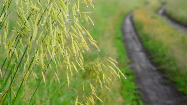从雨中淋湿的野燕麦, 靠近泥土路 — 图库视频影像