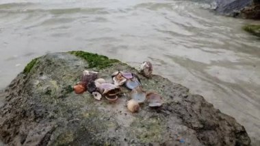 Deniz kabuklu deniz hayvanları kaya Basra Körfezi kıyıları üzerinde boş kabukları