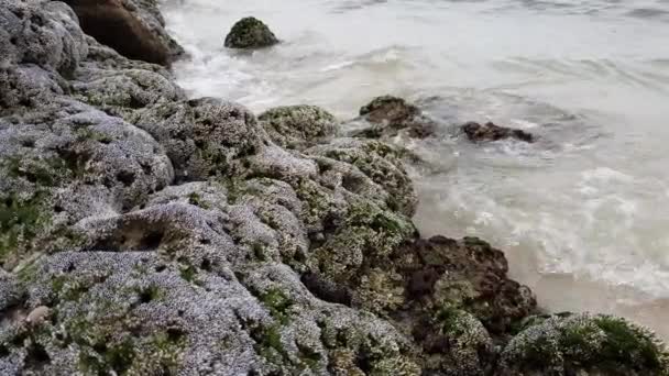 ペルシャ湾の海岸の貝殻岩で覆われています。. — ストック動画