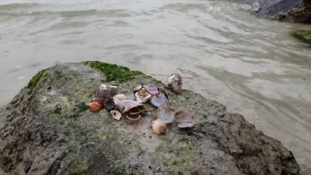 Άδεια κελύφη οστρακοειδών στη θάλασσα πάνω σε βράχο στην ακτή του Περσικού Κόλπου — Αρχείο Βίντεο