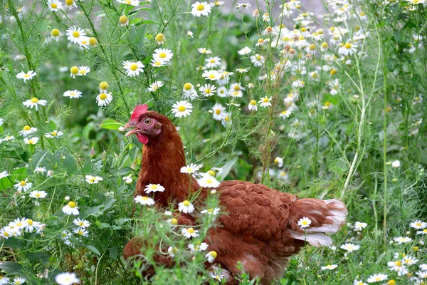 Red chicken in camomiles in nature — Stock Photo, Image
