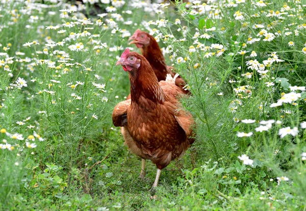 Galinhas vermelhas em camomilas na natureza — Fotografia de Stock