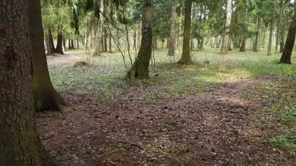 Fragments of spruce forest in early spring — Stock Video