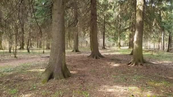 Fragmenten van vuren bos in het vroege voorjaar — Stockvideo