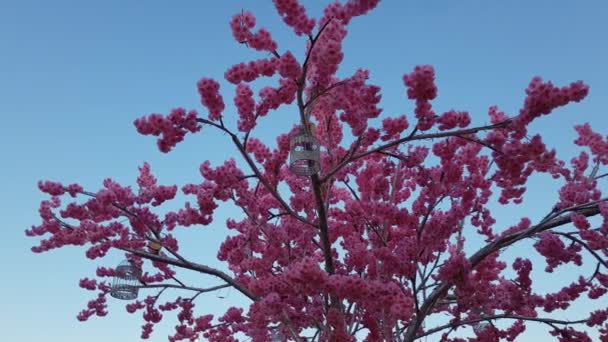 莫斯科, 俄罗斯-4月14日。2018. 节日复活节礼物 Lubyanskaya 广场上的人造花树 — 图库视频影像