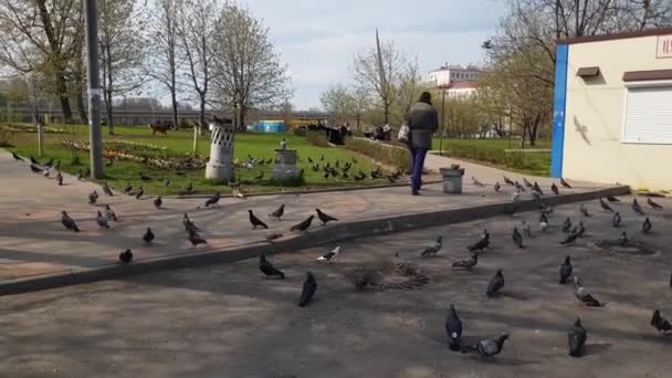 Moskau, Russland - 30. April. 2018: Mann füttert Tauben auf Stadtstraße — Stockvideo