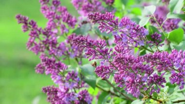 Pembe Lila yakın çekim çiçeklenme.