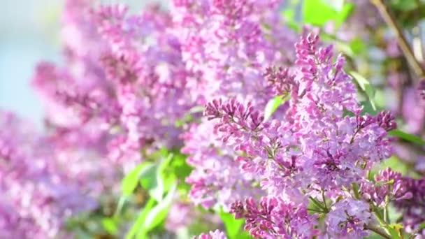 Blooming pink lilac close-up. — Stock Video