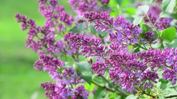 Blooming pink lilac close-up. — Stok Video